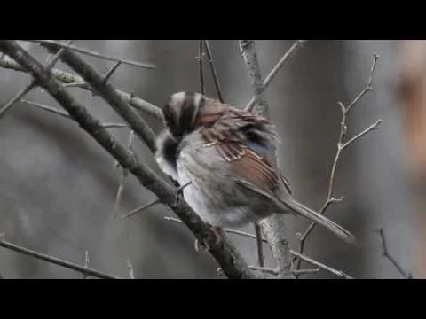 Robert Boyd Wildlife Vlog 30