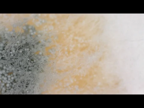 Robert Boyd Wildlife Vlog 31