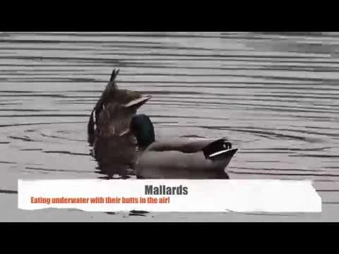 Robert Boyd Wildlife Vlog 32