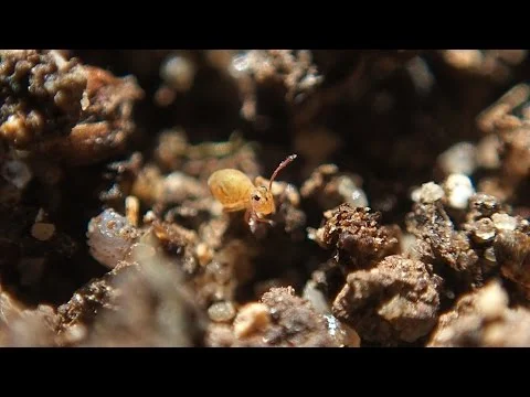 Robert Boyd Wildlife Vlog 33