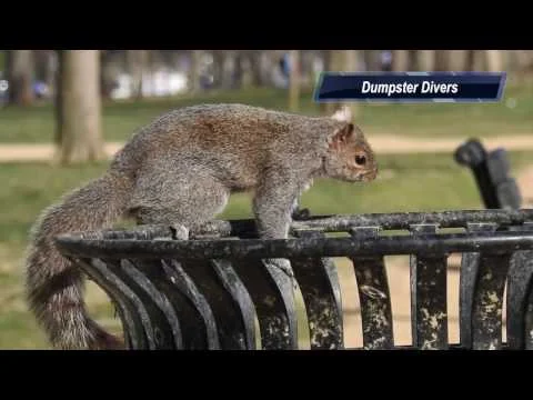 Robert Boyd Wildlife Vlog 34