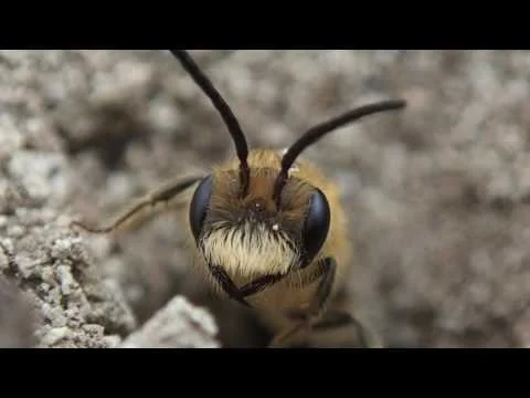 Robert Boyd Wildlife Vlog 35