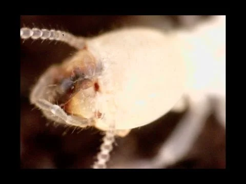 Robert Boyd Wildlife Vlog 36