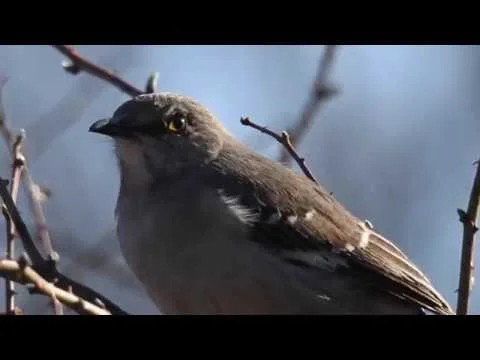 Robert Boyd Wildlife Vlog 37