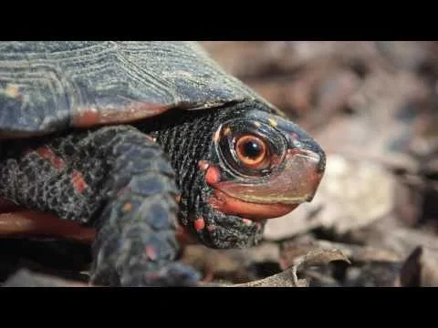 Robert Boyd Wildlife Vlog 38