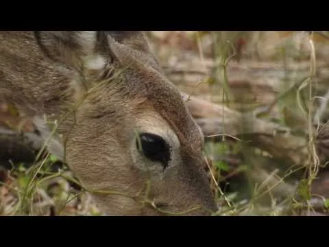 Robert Boyd Wildlife Vlog 39