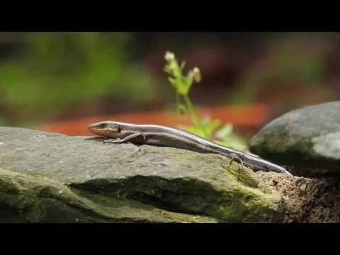 Robert Boyd Wildlife Vlog 40