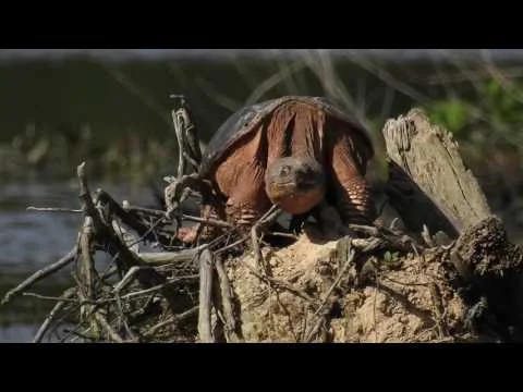 Robert Boyd Wildlife Vlog 41