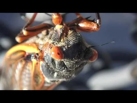 Robert Boyd Wildlife Vlog 42