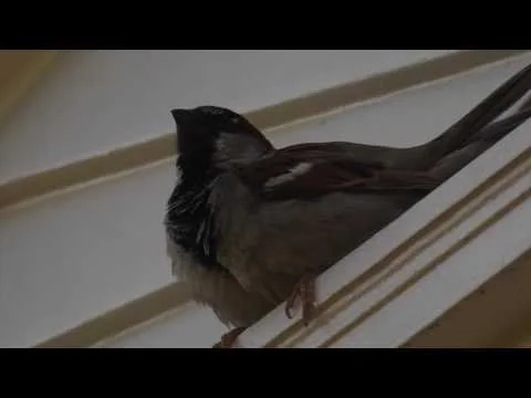 Robert Boyd Wildlife Vlog 43