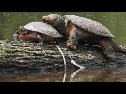 Robert Boyd Wildlife Vlog 44