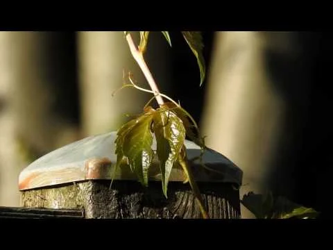 Robert Boyd Wildlife Vlog 45