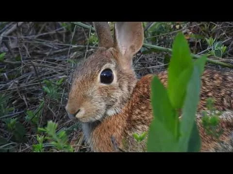Robert Boyd Wildlife Vlog 46