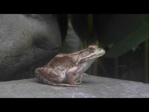 Robert Boyd Wildlife Vlog 47