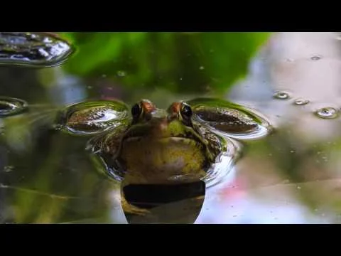 Robert Boyd Wildlife Vlog 48
