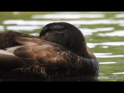 Robert Boyd Wildlife Vlog 51