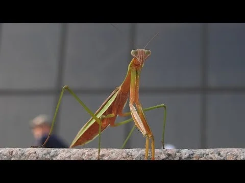 Robert Boyd Wildlife Vlog 53