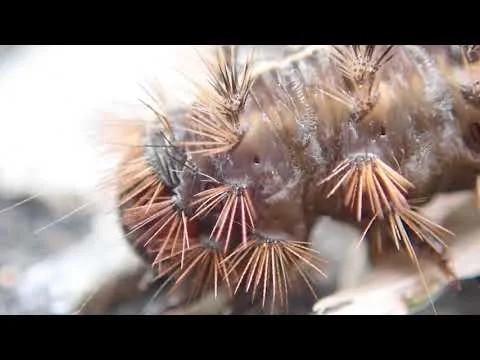 Robert Boyd Wildllife Vlog 54