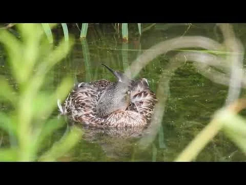 Robert Boyd Wildlife Vlog 55 Georgetown