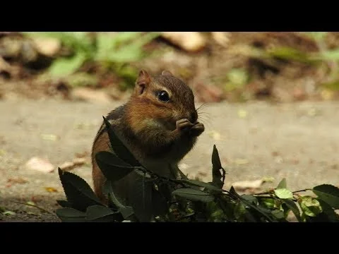 Robert Boyd Wildlife Vlog 56: American University