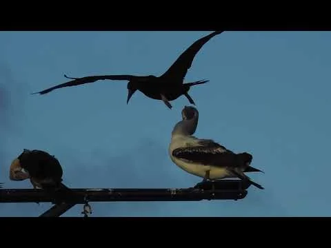 Robert Boyd Wildlife Vlog 57: EV Nautilus Part 1