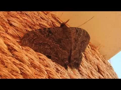 Robert Boyd Wildlife Vlog 58: EV Nautilus Part 2 La Paz