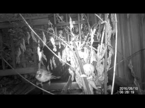 Robert Boyd Wildlife Vlog 60: While I Was Away