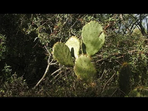 Robert Boyd Wildlife Vlog 61: San Antonio 2017