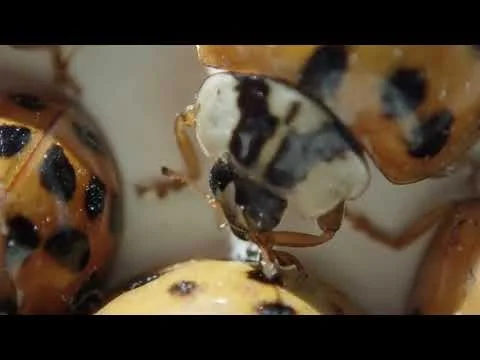 Robert Boyd Wildlife Vlog 62