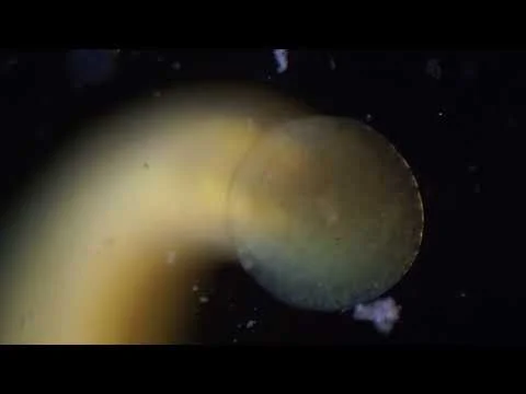 Robert Boyd Wildlife Vlog 63