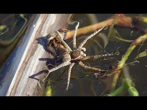 Robert Boyd Wildlife Vlog 64