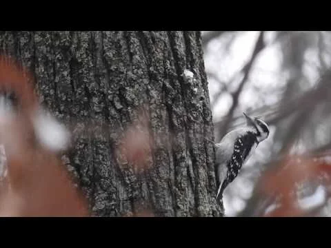 Robert Boyd Wildlife Vlog 66