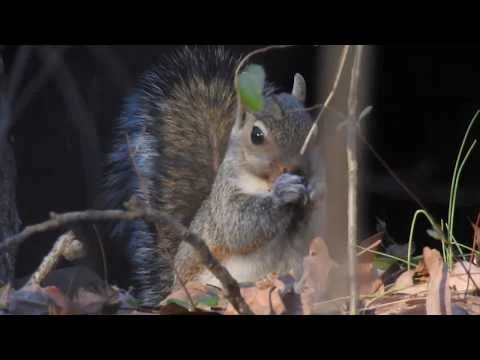 Robert Boyd Wildlife Vlog 67