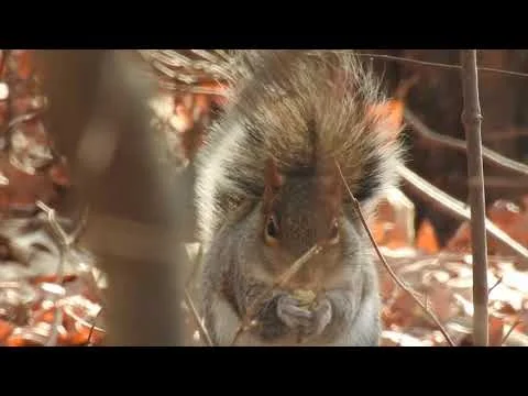 Robert Boyd Wildlife Vlog 68