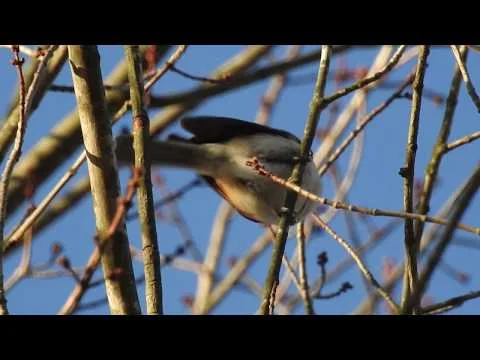 Robert Boyd Wildlife Vlog 69