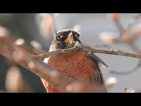 Robert Boyd Wildlife Vlog 70