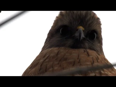 Robert Boyd Wildlife Vlog 72