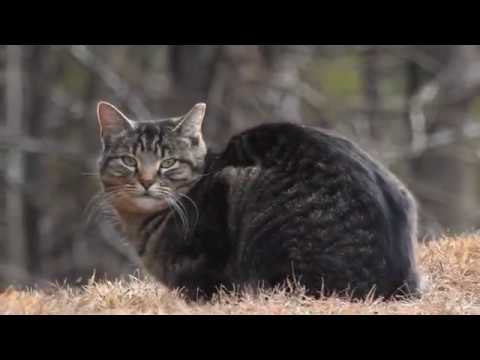 Robert Boyd Wildlife Vlog 71