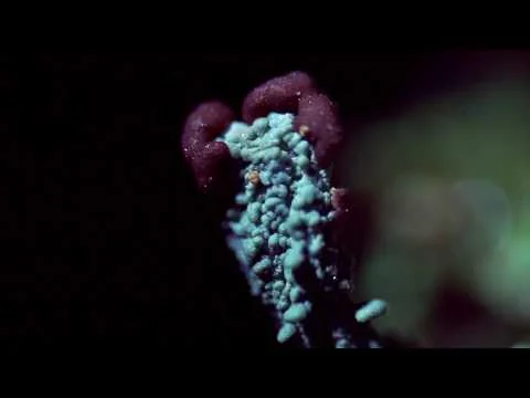 Robert Boyd Wildlife Vlog 73