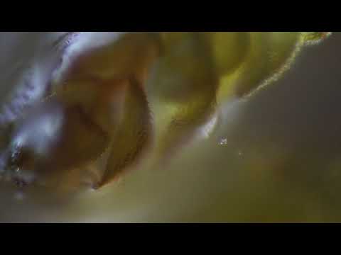 Rotifer from Kingstowne Park Moss
