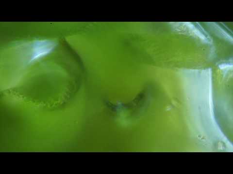 Amberleigh Moss Microbes