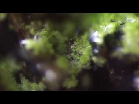 Poison Ivy Lichen Ciliate