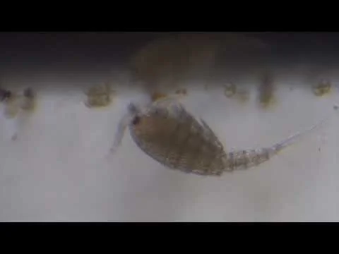 Huntley Meadows Copepod Resting