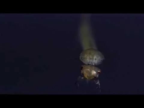 Mosquito Larvae from Pool