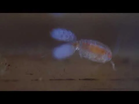 Water Ditch Crustaceans