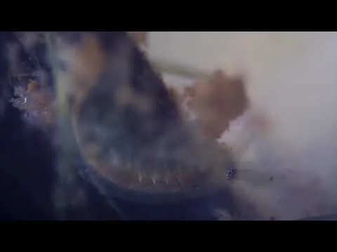 Juggling Amphipod from the Potomac River