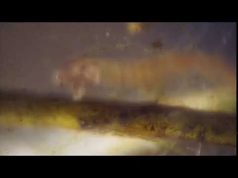 Midge Larvae