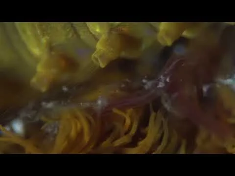 Deep Sea Polychaete