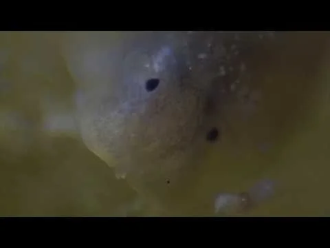 Georgetown Canal Snail