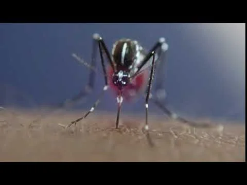 Asian Tiger Mosquito Sucking Blood